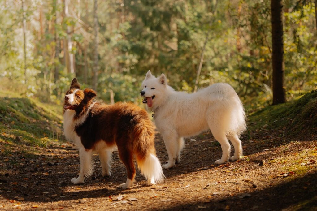 Dog breeds that live longer: The proven best choices