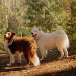 Dog breeds that live longer: The proven best choices