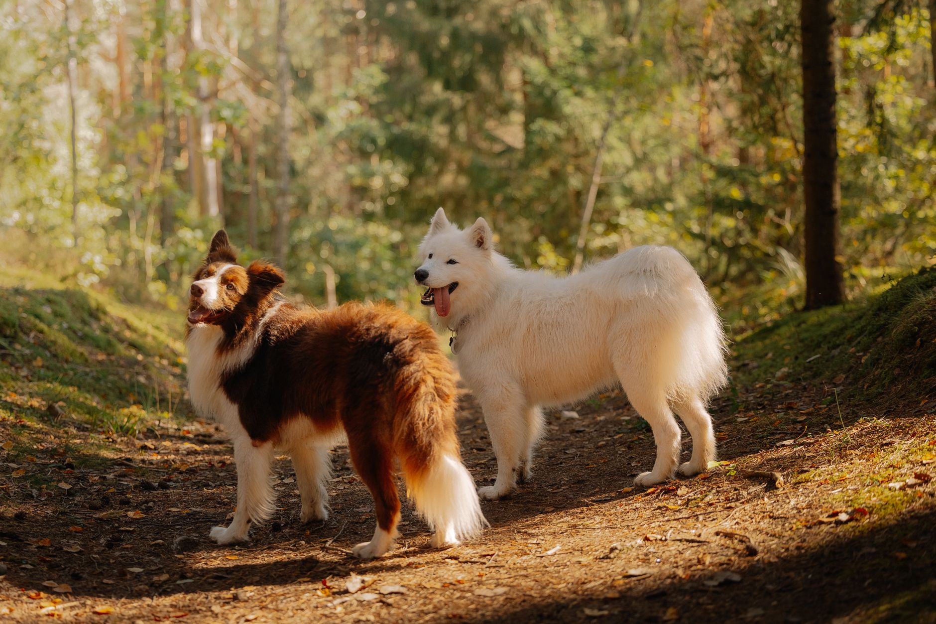 dog breeds that live longer
